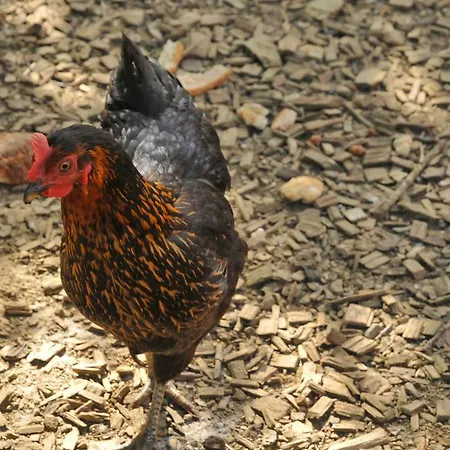 La Ribambelle Casa vacanze *